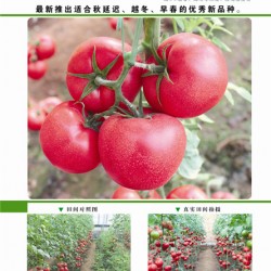 供应兰博吉妮-番茄种子