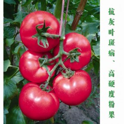 供应宝石—1号-番茄种子