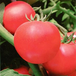 供应美国粉之星--番茄种子