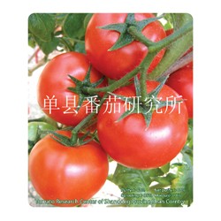 供应GH-8F1—番茄种子