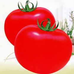 供应嘉美--番茄种子