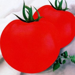 供应柿都六号--番茄种子