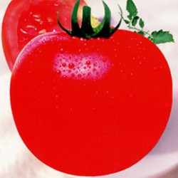 供应柿王二号--番茄种子
