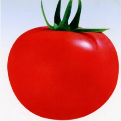 供应美国红帅--番茄种子