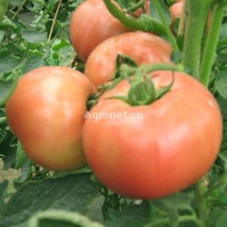 供应粉硕—番茄种子