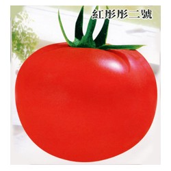 供应红彤彤二号--番茄种子