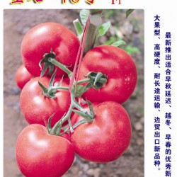 供应宝石—10号-番茄种子