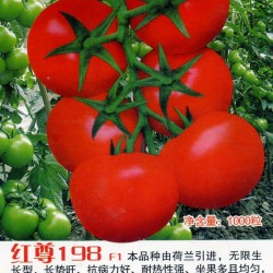 供应红尊198 F1—番茄种子