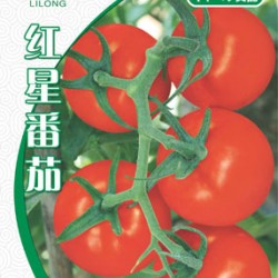 红星番茄--番茄种子