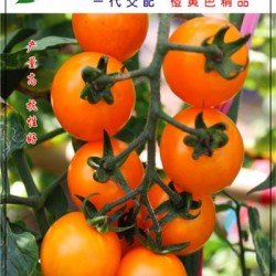 供应金橙宝—番茄种子