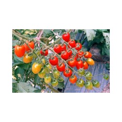 供应华蔬11号—番茄种子