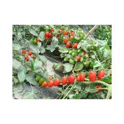 供应红雅-番茄种子