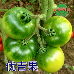 供应优吉果920—番茄种子