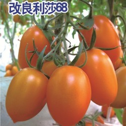 供应改良荷兰利莎68番茄种子
