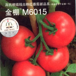 M6015粉果（高抗根结线虫）-番茄种子