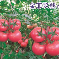 供应金菲玖号-番茄种子
