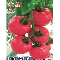 供应金菲番茄—番茄种子