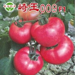 供应越夏抗线虫粉果-崎玉009番茄种子