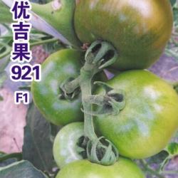 供应优吉果921—好吃番茄种子