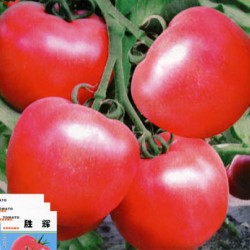胜辉（粉果）-番茄种子