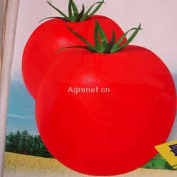 M213番茄（高抗线虫）-番茄种子