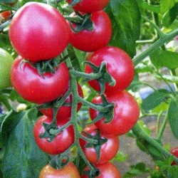 供应粉贵人—番茄种子