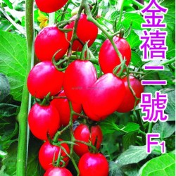 供应金禧二号 —番茄种子