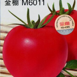 M6011粉果（高抗根结线虫）-番茄种子