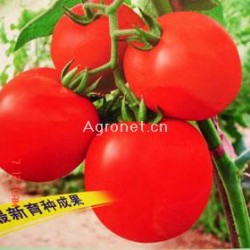 金棚185-番茄种子