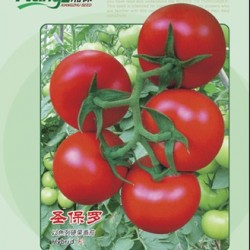 供应圣保罗以色列硬果番茄—番茄种子