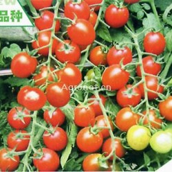 供应铃铃41——番茄种子