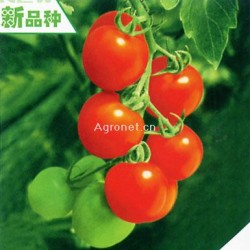 供应铃姬——番茄种子
