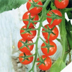 供应小铃——番茄种子