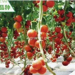 利玛-217——番茄种子