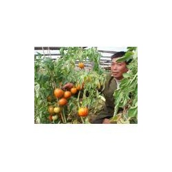 供应易优-237——番茄种子