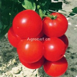 VM199——番茄种子