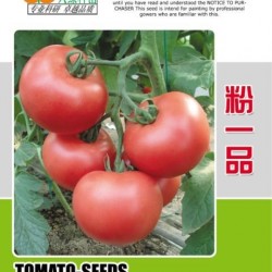 供应粉一品—番茄种子