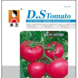 供应东圣十号——抗线虫番茄种子