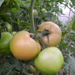 供应宝莱—番茄种子