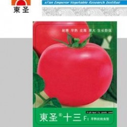 供应东圣十三——抗线虫番茄种子