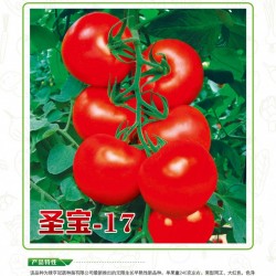 供应圣宝-17—番茄种子