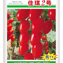 供应--佳琪2号--番茄种子