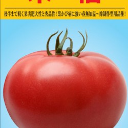 供应禾福—番茄种子