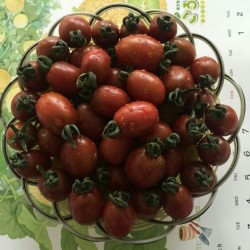 供应黑小子—小番茄种子