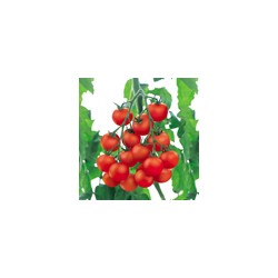供应T-1065／新美景——番茄种子