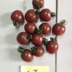 供应紫玲-小番茄种子