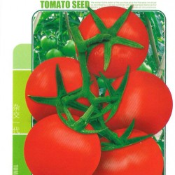 供应西亚特-番茄种子