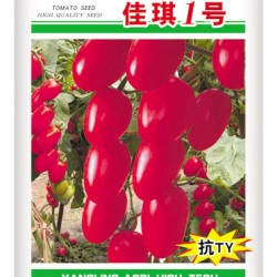 供应--佳琪1号--番茄种子