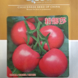 供应粉娜莎－番茄种子