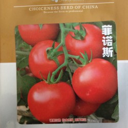 供应菲诺斯－番茄种子